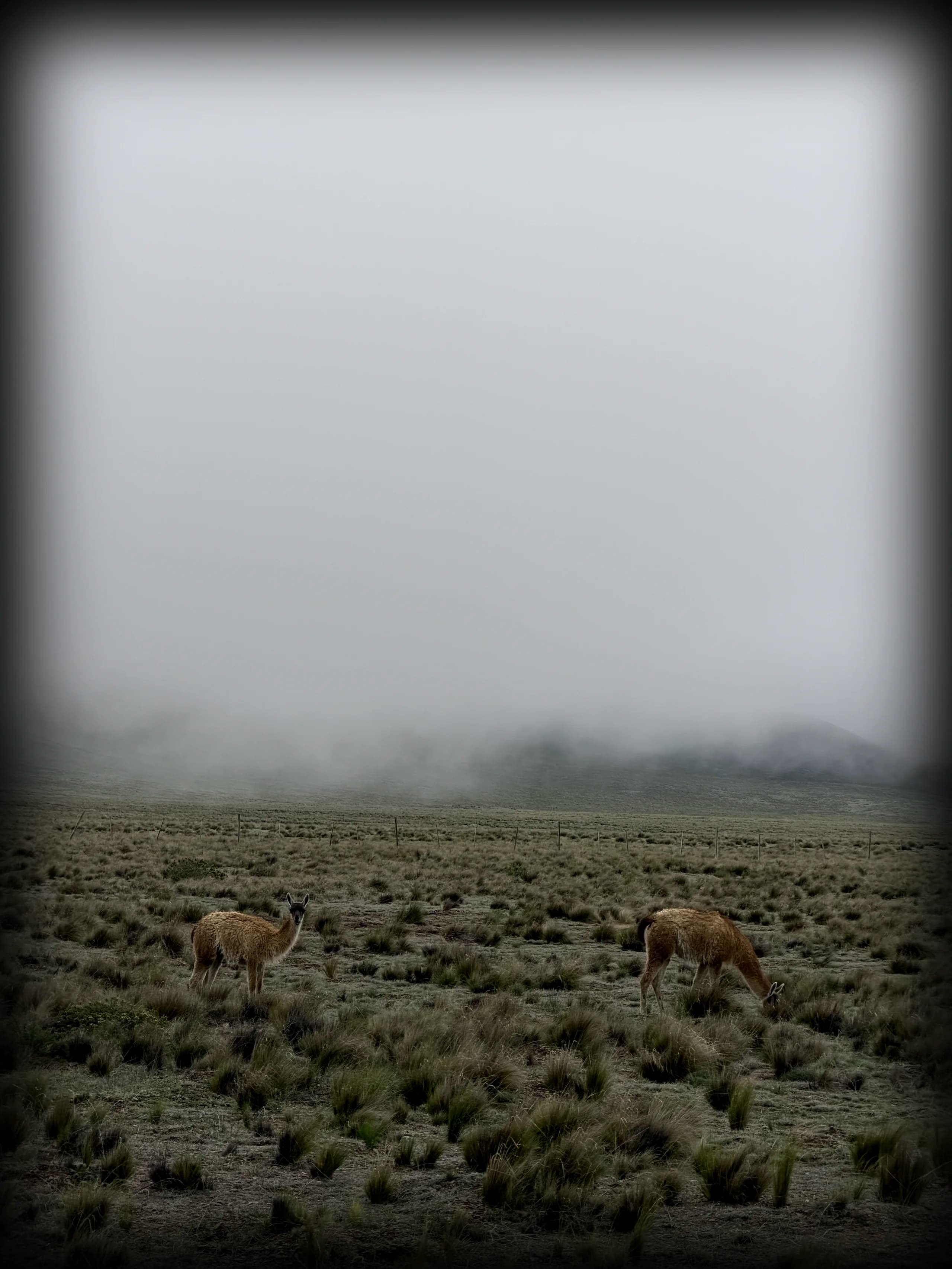 Guanacos grazing on the misty Patagonian steppe